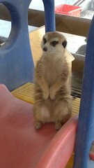 Suricata suricatta close-up photo