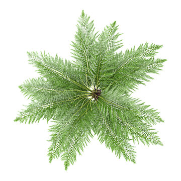 3d rendering of Dicksonia antarctica tree on transparent background from the top view