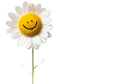 Daisy Flower with a Happy Face Symbol of Joy, Happiness, and Positivity