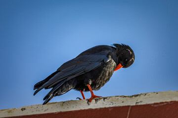 red-billed chough close-up