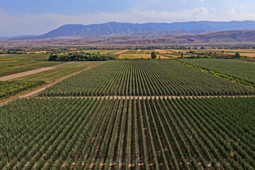 Fototapeta premium A large apple orchard. The apple variety is the Almaty aport. Cultivation. The view from the drone. Autumn, harvest.