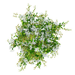 collection of creeper plants with transparent background from the top view