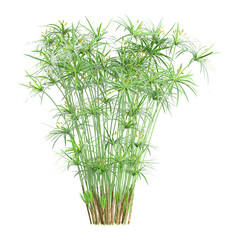 collection of Cyperus alternifolius Tree with transparent background