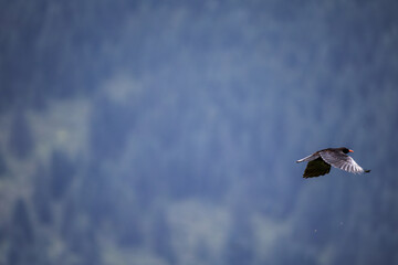 bird in flight