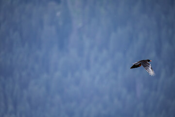 flying red-billed chough