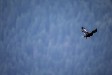 Red-billed chough in flight