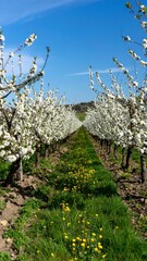 Blossoming cherry trees in a row