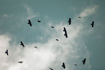 flock of birds