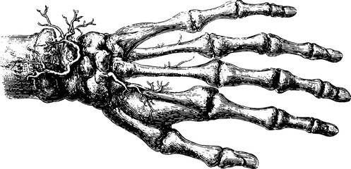 Hand skeleton illustration in vintage style. Detailed line drawing shows bones for medical or educational purposes in monochrome vector format.