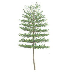 collection of Madagascar almond tree on transparent canvas