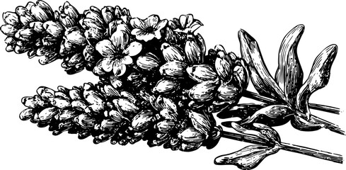 Lavender flower set with leaves and stems in a detailed botanical sketch. Black and white vector illustration in vintage handdrawn style.