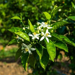Blossoming orange tree branch