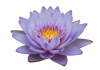 A delicate, lavender-colored water lily blossoms beautifully against a black backdrop, showcasing intricate details in its petals and vibrant center.