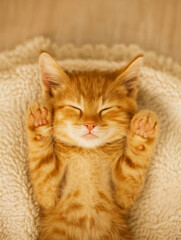Cute ginger kitten sleeping on its back with paws up, wrapped in a soft beige blanket. Adorable close-up scene symbolizing coziness, warmth, innocence, and peaceful rest.
