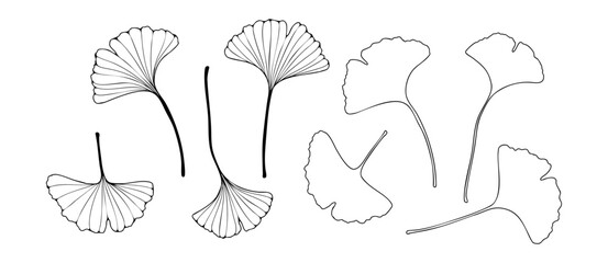 Ginkgo biloba outline sketch. Abstract botanical silhouettes of ginkgo tree leaves isolated on white background.