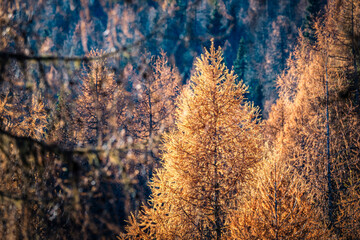 Autumn. Brushstrokes of colour paint the larch forests of the Carnic Alps. Sauris and Casera Razzo