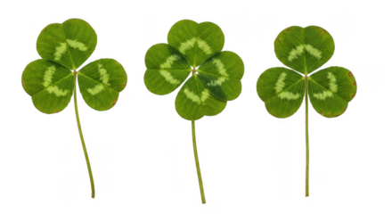 Three vibrant green clover leaves with delicate white veins isolated on transparent background