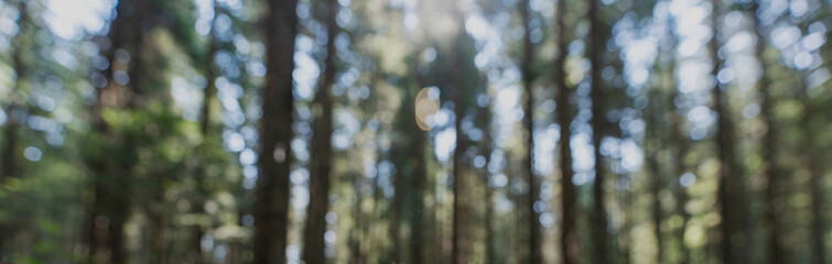Abstract, blurred image of sunlight filtering through trees in a forest