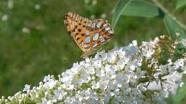 Butterfly Queen of Spain fritillary, Issoria lathonia on white flowers of Buddleja davidii, Summer lilac on sunny day - close-up, slow motion. Topic: beauty of nature, macro, blooming, flowering