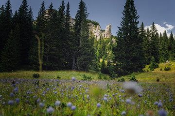 Green meadow with wild flowers in the mountains