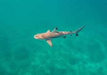 Fototapeta premium Ocean's Whisper: A Young Shark's Grace