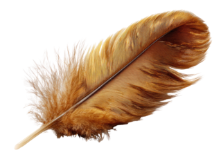 Detailed close-up of a single brown and beige feather
