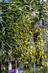 Melia azedarach, llamado popularmente cinamomo, agriaz, piocha, canelo, ​ lila, para&iacute;so sombrilla o, &aacute;rbol del para&iacute;so 