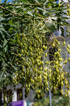 Melia azedarach, llamado popularmente cinamomo, agriaz, piocha, canelo, ​ lila, para&iacute;so sombrilla o, &aacute;rbol del para&iacute;so 