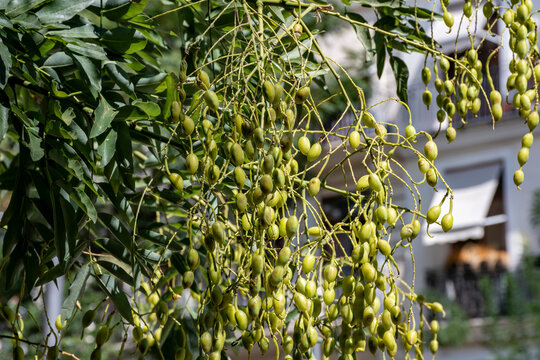 Melia azedarach, llamado popularmente cinamomo, agriaz, piocha, canelo, ​ lila, para&iacute;so sombrilla o, &aacute;rbol del para&iacute;so 