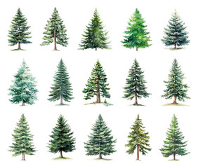 Variety of watercolor evergreen trees.