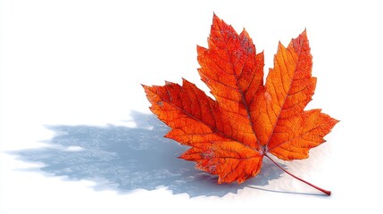 Vibrant orange maple leaf, shadow