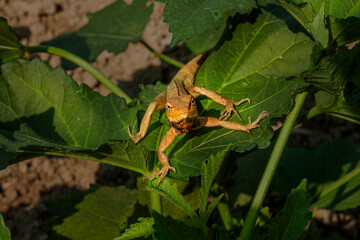 Common garden lizard