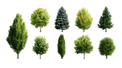 Collection Of Various Trees Against Black Background