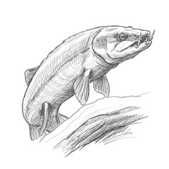 Inland Taipan. Realistic fish sketch showcasing detailed fins and textured body. Marine biology concept