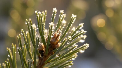 Frosted Pine Needles in Early Sunlight - Powered by Adobe