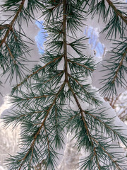 Vertical Close-Up of Snow-Lined Evergreen Needles