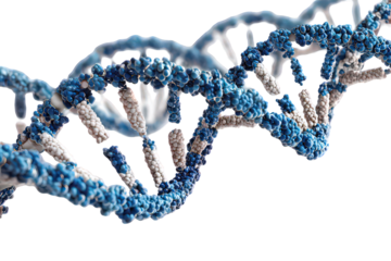 Detailed Dna Double Helix Structure