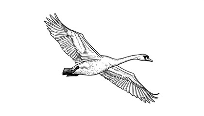 Black and white sketch of a swan in flight