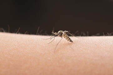 Mosquitoes suck blood on human skin.
