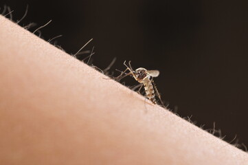 Mosquitoes suck blood on human skin.