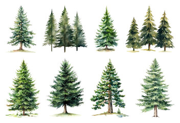 Obraz premium Watercolor evergreen tree illustrations.
