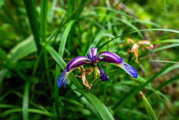 2024 06 01 Asiago Iris graminea and ant 5