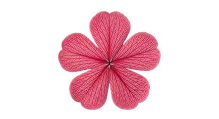 Isolated pink petal flower, blossom beauty, plant bloom, vibrant nature, floral petals image