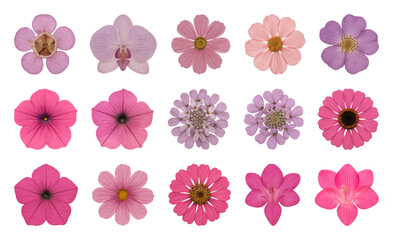 Diverse pink floral collection.