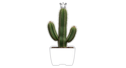 Isolated image of a green saguaro cactus wearing a cartoon crown in a white planter pot