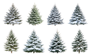 Snow-covered evergreen trees collection.