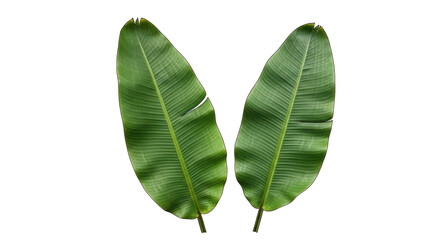 Isolated tropical green banana leaves nature design elements, fresh summer vegetation © Radovan