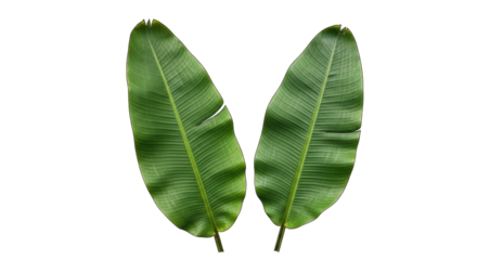 Isolated tropical green banana leaves nature design elements, fresh summer vegetation