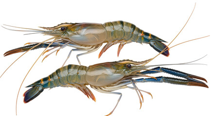 Isolated pair of fresh Giant River Prawns for restaurant recipe preparation in Asia market