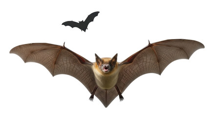 Obraz premium Isolated Bat flying with another bat flying above, a nocturnal mammal with spread wings